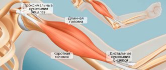 Anatomical structure of the biceps