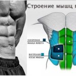 Anatomy of the lateral abdominal muscles