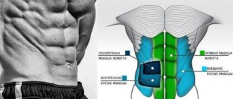 Anatomy of the lateral abdominal muscles