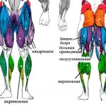 Anatomy of the legs
