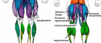 Anatomy of the legs