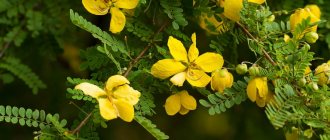 Tea with senna: benefits and harms, weight loss, and warnings