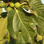 fig-tree