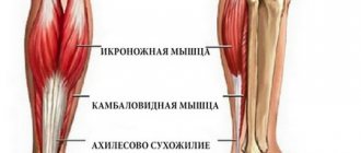 Икроножные мышцы