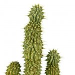hoodia gordonia cactus
