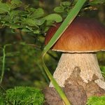 Калорийность грибов