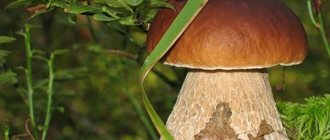 Calorie content of mushrooms