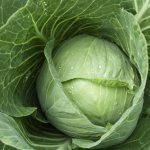 Cabbage broth - thanks to the gardener for his work