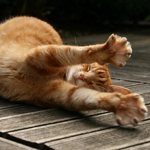 cat stretches