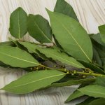 bay leaf for weight loss