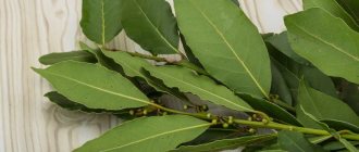 bay leaf for weight loss