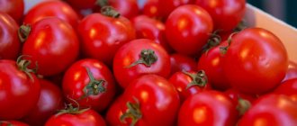 Любите помидоры? Рассказываем, как они влияют на наш организм и есть ли от них польза