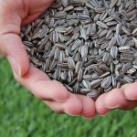 Is it possible to eat sunflower seeds and other types while losing weight?
