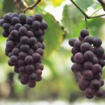 Is it possible to get better from grapes?