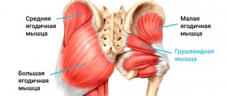 Pelvic muscles - Piriformis muscle