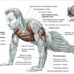 muscles involved in push-ups