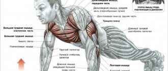 мышцы задействованные при отжимании