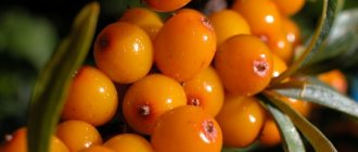 Sea buckthorn for the beauty of soul and body