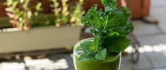 Vegetable smoothies - 15 healthy recipes