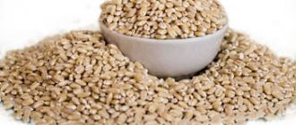 Pearl barley (pearl barley) benefits and harm