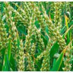 Полбяная пшеница