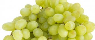 Польза и вред винограда Кишмиш