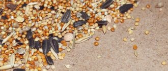 Sprouted grains are a superfood for weight loss and health. Useful properties and contraindications 