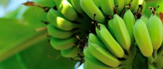 The banana plant has powerful roots and a stem on which huge leaves are located.