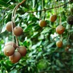 растущие на дереве орехи макадамия