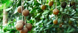 macadamia nuts growing on a tree