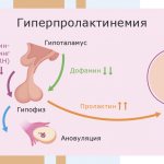 Роль пролактина в женском организме - Изображение №1