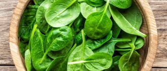 Шпинат - овощ с высоким содержанием белка