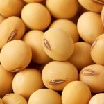 Soybeans - what are they and what do they look like?