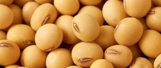 Soybeans - what are they and what do they look like?