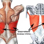 The structure of the latissimus dorsi muscles
