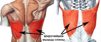 Строение широчайших мышц спины