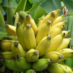 Виды бананов