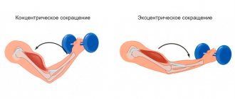 Types of muscle contractions