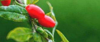 Goji Berries. Properties overview. 7 recipes. Who are the miracle berries dangerous for? 