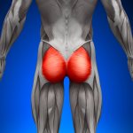 Gluteal muscles